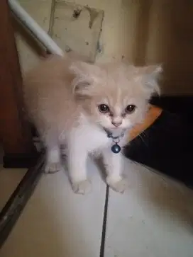 Jual anak kucing