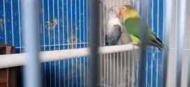 Lovebird sepasang PB X Bio Ewieng Blue