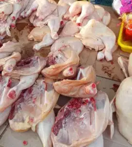 Ayam Potong Fresh dan Segar