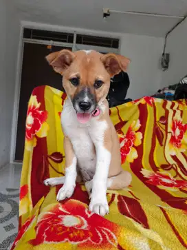 Di jual anak anjing umur 4 bulan ras basenji