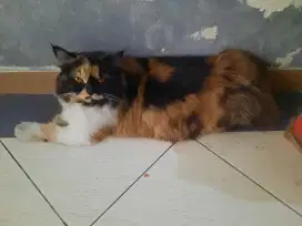 2 kucing betina birahi