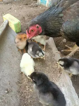 Jual doc ( anak ayam kampung)