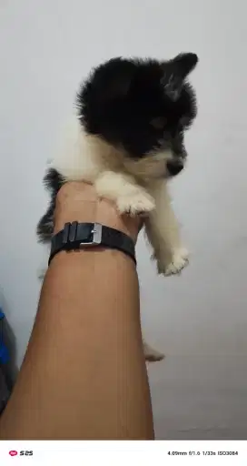 Dijual anakan anjing maltese mix golden
