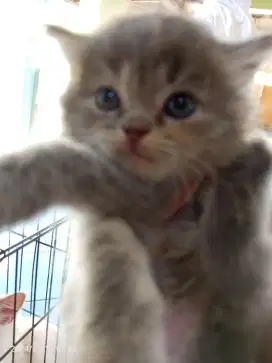 Kucing Kiten persia abu_abu