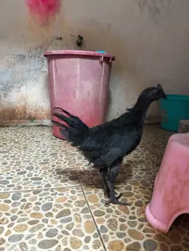 Ayam Cemani Lidah Hitam jantan Umur 3 bulanan