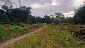 Kavling Murah Lokasi Strategis Dekat Jalan Bojonggede-Kemang Free SHM