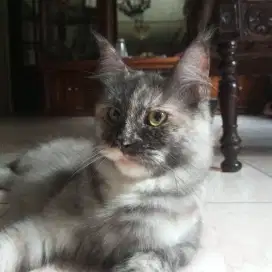 kucing mainecoon betina
