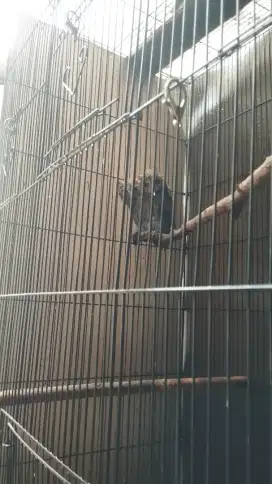 Jual Burung Clepuk