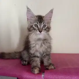 kitten mainecoon