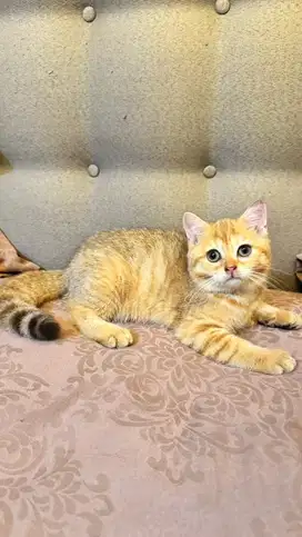 OPEN ADOPT BSH GOLDEN LINE IMPOR