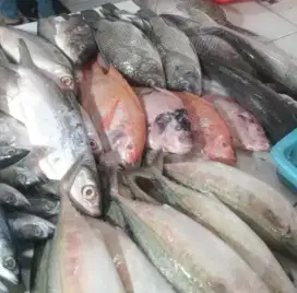Ikan laut / tawar fresh tenggiri kuwe, gabus kakap, gurame udang, cumi