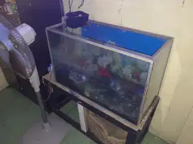 aquarium ikan hias