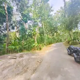 KEBUN DURIAN JUMANTONO
