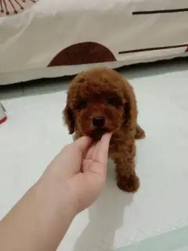 Jual Super Red Poodle Betina