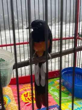 Burung Murai Keren