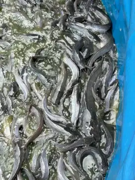 ikan lele konsumsi segar