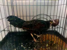 Jantan ayam hutan hijau