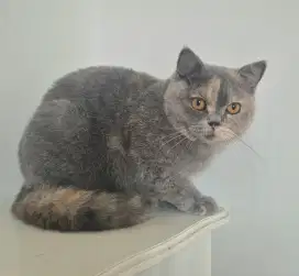 BSH 11 bulan Betina Blue Tortie Non Ped