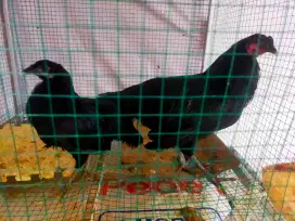 Ayam black sumatera sepasang