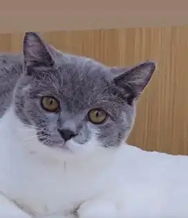 Bsh blue bicolor