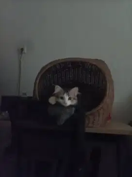 Kucing Himalaya Mixx