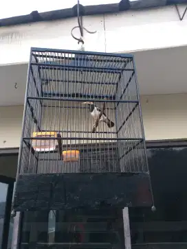 Burung jalak suren