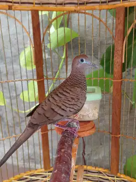 Perkutut cemani 4 katurangan fs