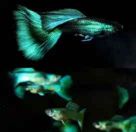 Ikan hias Guppy