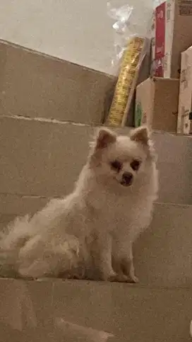 MiniPom pure / asli