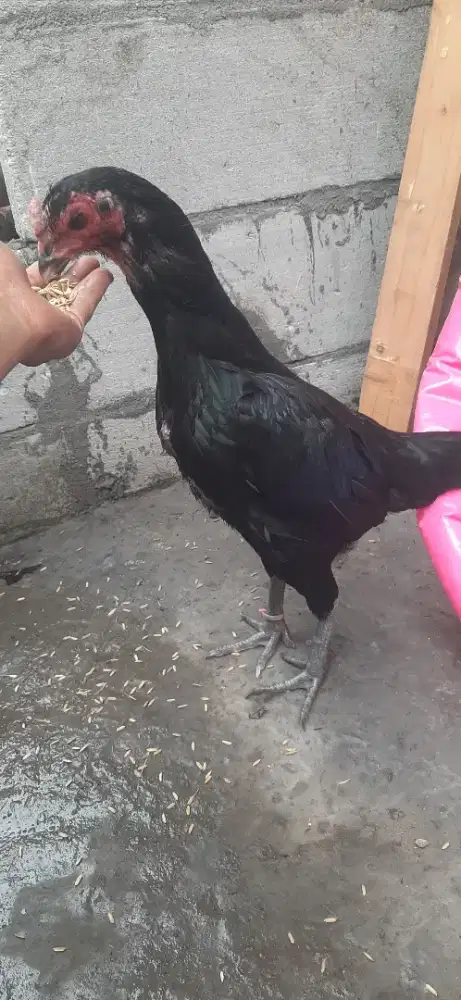 Biang bangkok jenis khoyngon