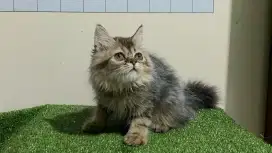 Kucing persia/Jantan/3 bulan