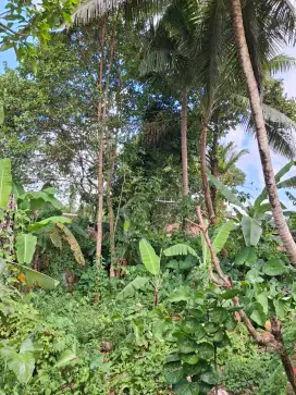 Dijual Tanah  L : +/- 350 M2