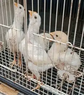 4 ekor Anakan ayam pelung putih calon jumbo.