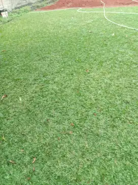 Tukang rumput gajah mini