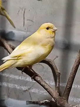 Kenari betina 3 ekor