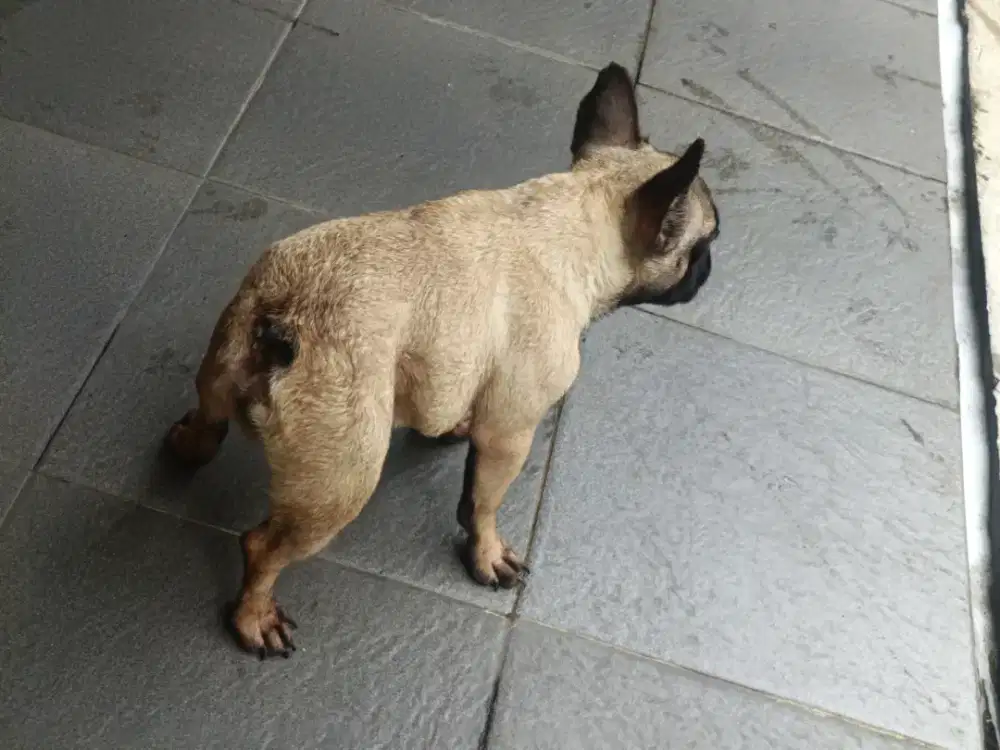 French bulldog stb vaksin
