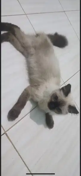 Kucing hima siam betina