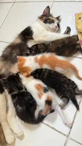 Betina dan 5 anak