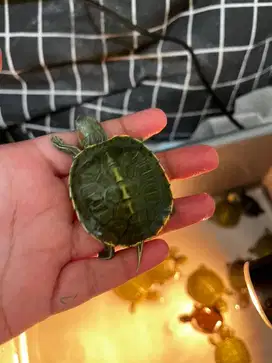 Kura kura brazil