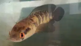 Channa Maru Red Barito