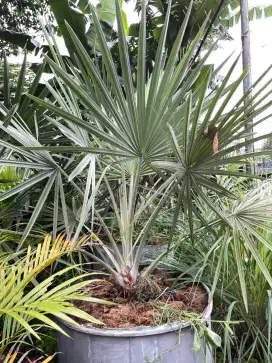 pohon palem bismarkia