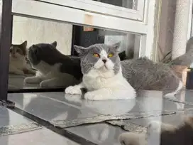 Kucing bsh jantan