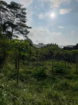 Dijual Cepat Tanah 724 m² SHM Lokasi Soropadan, Pringsurat, Temanggung