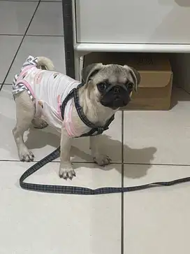 Anjing pug 4 bulan