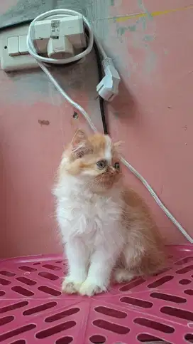 Lepas adopsi kucing persia 3 bulan betina