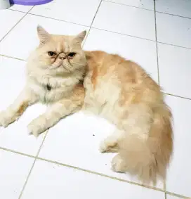 Kucing Persia Anggora Peaknose Jantan