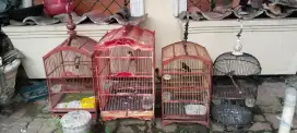 Jual burung 4 ekor dan kandangnya semua