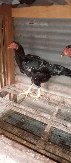 Ayam bangkok babon jumbo