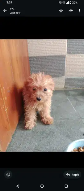 Anjing poodle jantan umur 2 bulan full vaksin