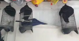 Kurung kenari atau lovebird
